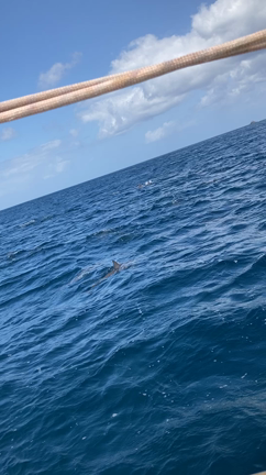 小笠原諸島母島上陸1 動画の記事動画