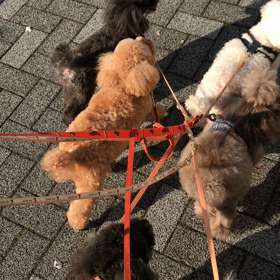 犬ぞりでお花見の画像