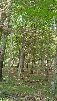 奥日光へ⛰⛰ﾔﾏ(ง ˙˘˙ )วﾔﾏ⛰⛰の記事動画