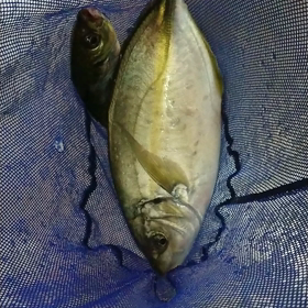 活しまあじ。の画像