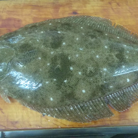 活魚ヒラメ。の画像
