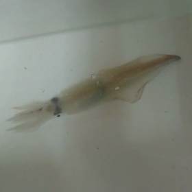 呼子けんさきいか。の画像