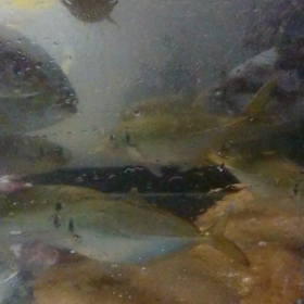 活魚の画像