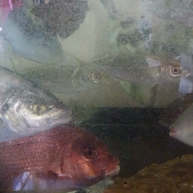 活魚。の画像