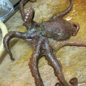 活魚佐島のマダコです。の画像