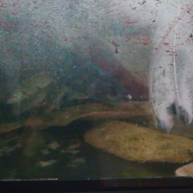 活魚の画像