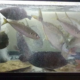 本日の水槽の画像