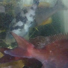 活魚車エビ入荷しました。の画像