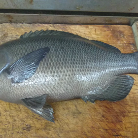活魚メジナです。の画像