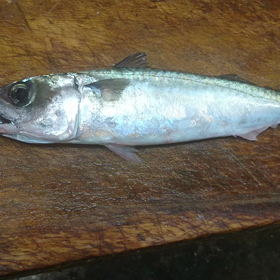 活魚愛媛県産サバです。の画像