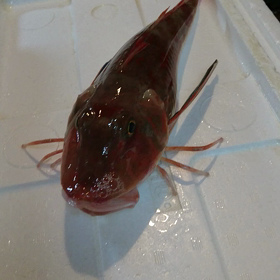 活魚ほうぼうです。の画像