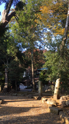 落ち葉のシャワーの記事動画