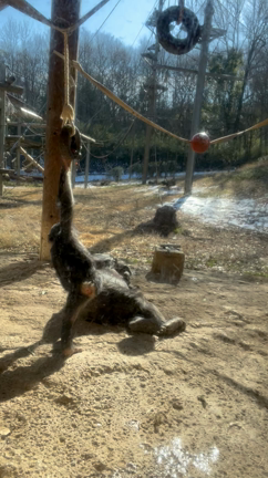 休園前のチンパンジーの子ども(多摩動物園)の記事動画