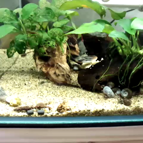 タティアのお食事の画像