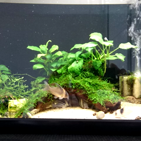 今日も元気なコリちゃんの画像