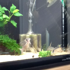 水槽眺めて♪の画像