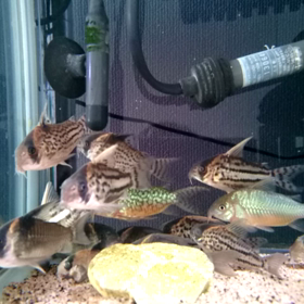 ひたすら泳ぐの画像