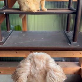 アメンバーについての画像