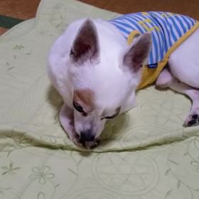 ねむくなったワン！の画像