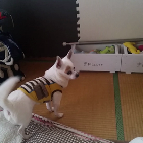 プップ(オモチャ)取りたいワン！の画像