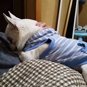 眠る前に指しゃぶりのナッツの画像