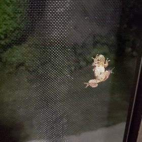 となりの田んぼから、夜の訪問者の画像