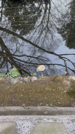 白い亀　パート2の記事動画