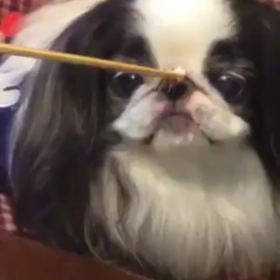 お箸。の画像