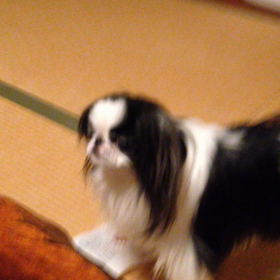 おねだり。の画像