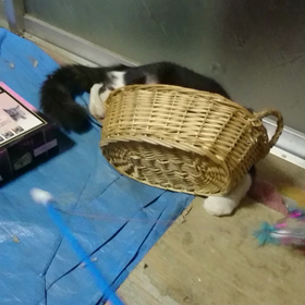 家の癒しをお裾分け♪の画像