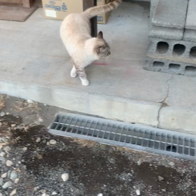 猫が好きの画像