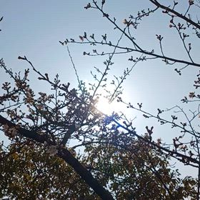 動画　桜の  画像