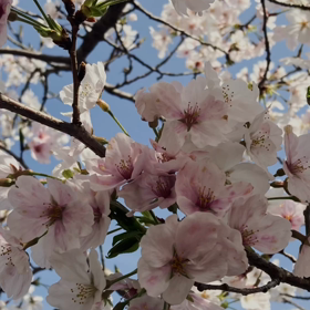 お花見の画像