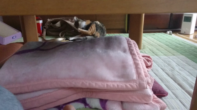 少しずつ慣れてきた(^-^)の記事動画