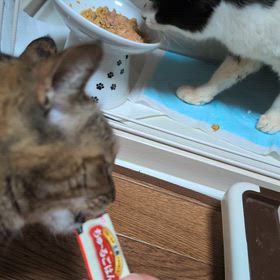 先住猫と新入り猫で会食？の画像