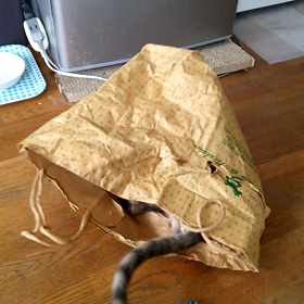 ほぼ紙袋動画の画像