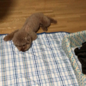 水頭症、髄膜炎の画像