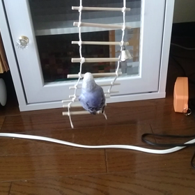 ハシゴの画像
