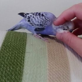 カキカキ→お返しの画像