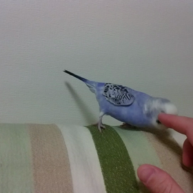 頭ブンブンの画像