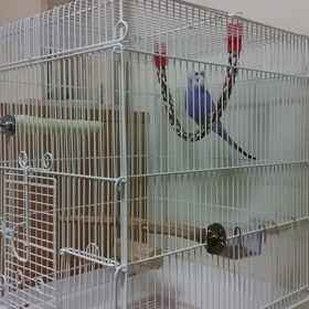 ノリノリで歌うピィちゃんの画像