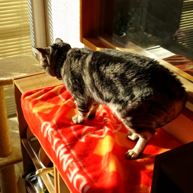 只今、毛繕い中だぁ～ﾆｬ～♪の画像