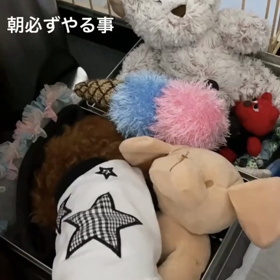 宇野樹君インスタ  ストーリーより　朝必ずやる事の画像