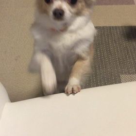 おねだりの画像