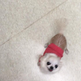 ぱたぱたの画像