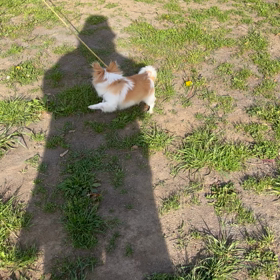 いつものさんぽの画像