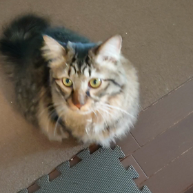 三男猫の変化の画像