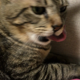 うにゃうにゃ。の画像