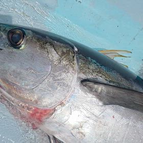 釣り行きたの画像