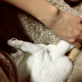 ねこの画像
